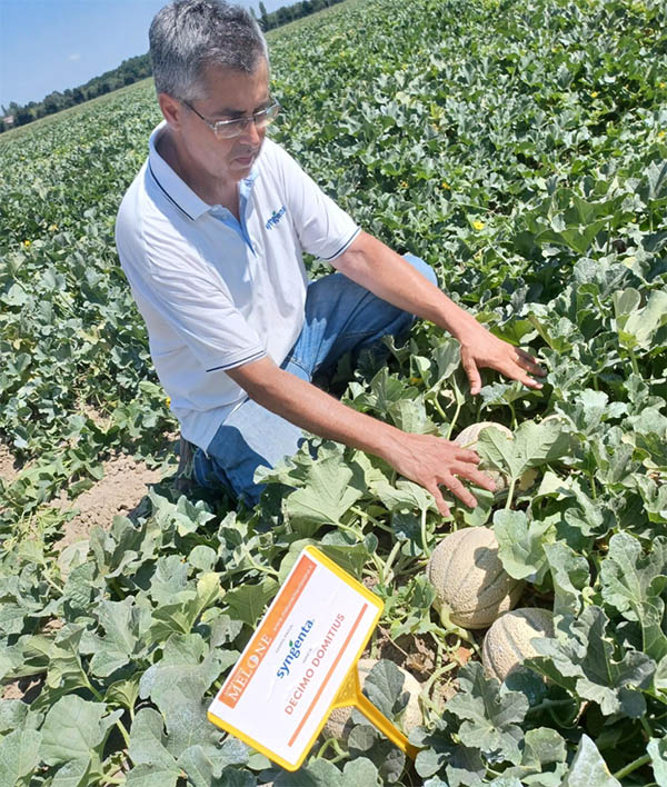 Giuseppe Circella – Product Specialist Cucurbitacee Syngenta Vegetable Seeds in un campo di Melone Decimo-Domitius